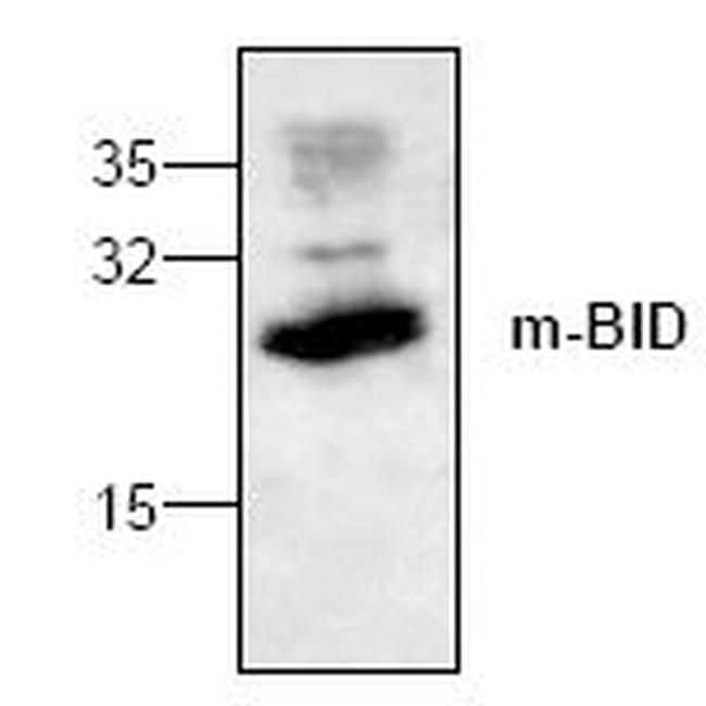 BID Antibody in Western Blot (WB)