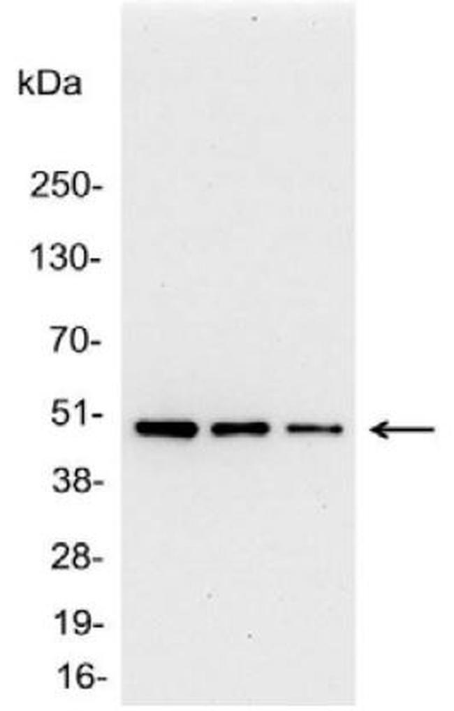 AU1 Tag Antibody in Western Blot (WB)