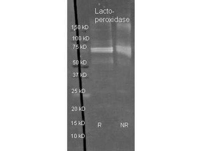 PRC1 Antibody in Western Blot (WB)