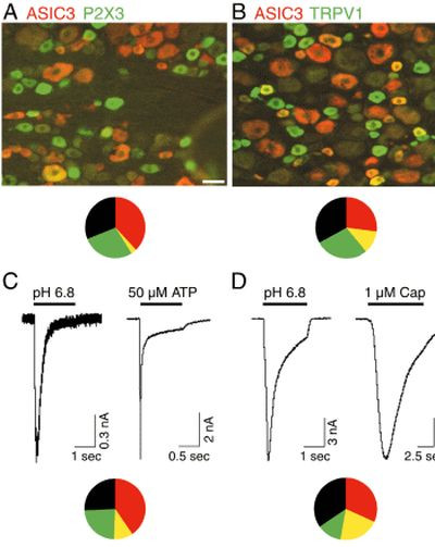 ASIC3 Antibody in Immunocytochemistry (ICC/IF)