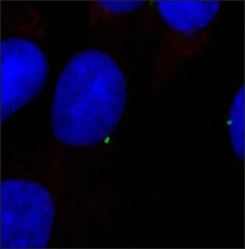 gamma Tubulin Antibody in Immunocytochemistry (ICC/IF)