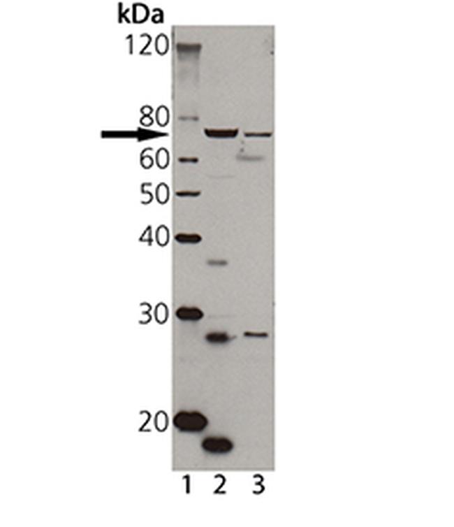 TAP1 Antibody in Western Blot (WB)