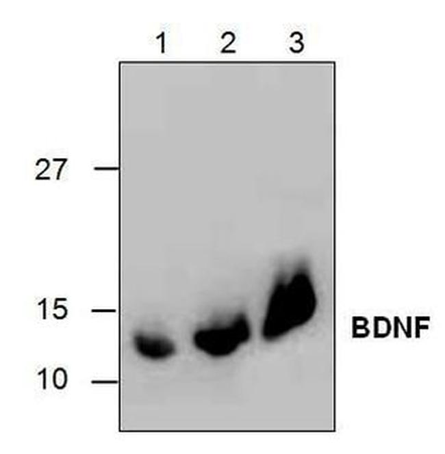 BDNF Antibody in Western Blot (WB)