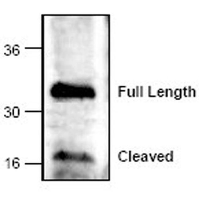 Caspase 6 Antibody in Western Blot (WB)