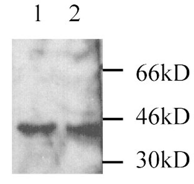 MEK3 Antibody in Western Blot (WB)