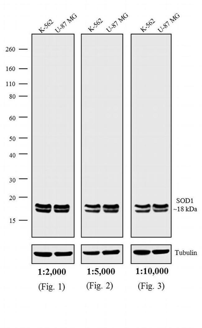 Mouse IgG (H+L) Secondary Antibody in Western Blot (WB)