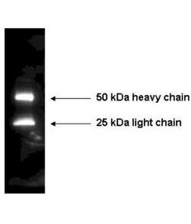 Mouse IgG (H+L) Secondary Antibody in Western Blot (WB)