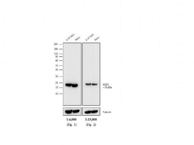 Mouse IgG (H+L) Secondary Antibody in Western Blot (WB)