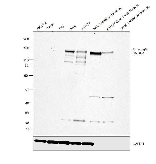 Human IgG (H+L) Secondary Antibody in Western Blot (WB)