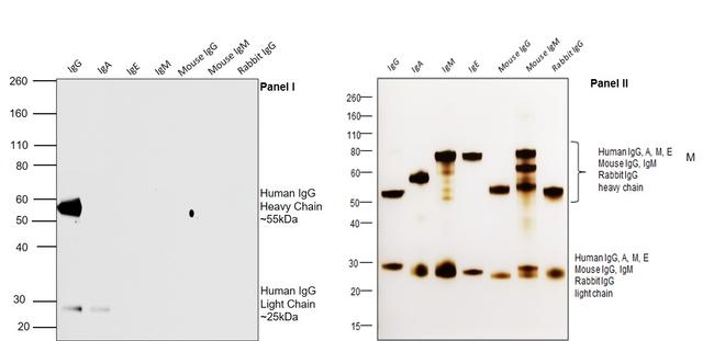 Human IgG (H+L) Secondary Antibody in Western Blot (WB)