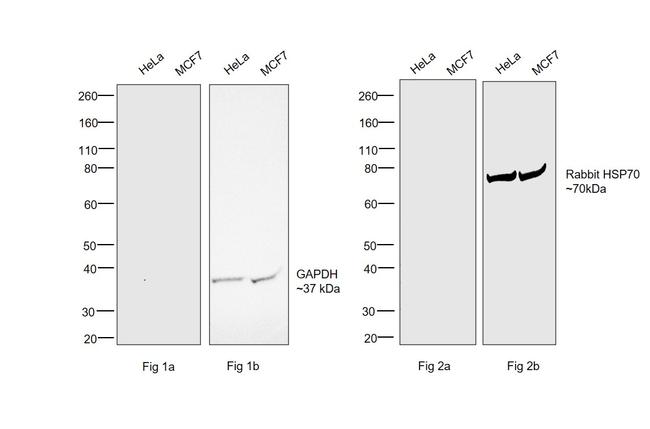 Human IgG (H+L) Secondary Antibody in Western Blot (WB)