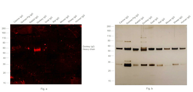 Donkey IgG (H+L) Secondary Antibody in Western Blot (WB)