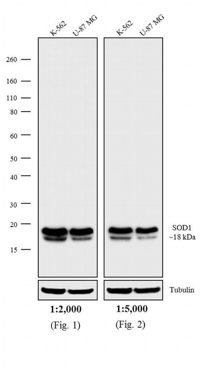 Mouse IgG (H+L) Secondary Antibody in Western Blot (WB)