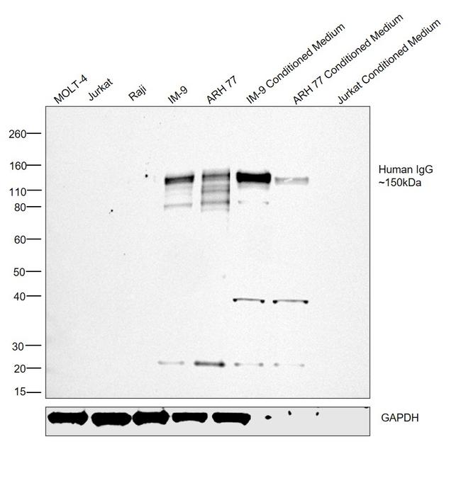 Human IgG (H+L) Secondary Antibody in Western Blot (WB)