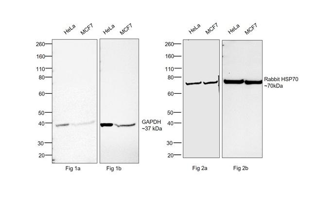 Human IgG (H+L) Secondary Antibody in Western Blot (WB)