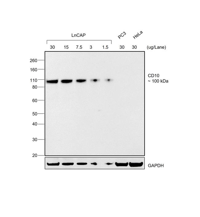 Goat IgG (H+L) Secondary Antibody in Western Blot (WB)