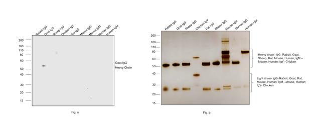 Goat IgG (H+L) Secondary Antibody in Western Blot (WB)