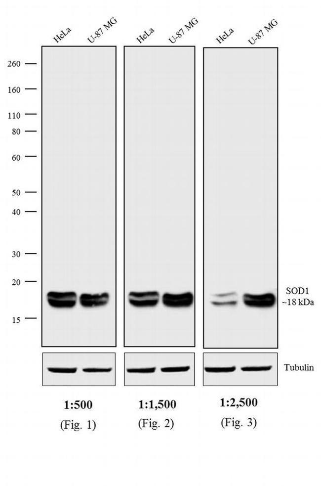 Mouse IgG (H+L) Cross-Adsorbed Secondary Antibody in Western Blot (WB)