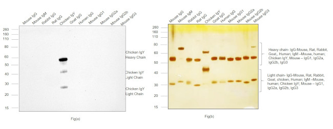 Chicken IgY (H+L) Secondary Antibody