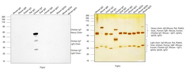 Chicken IgY (H+L) Secondary Antibody in Western Blot (WB)