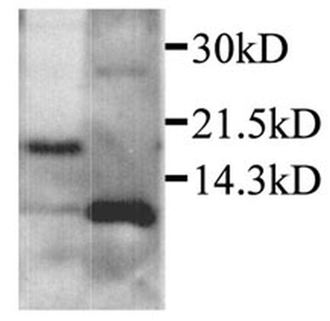 CXCL2 Antibody in Western Blot (WB)