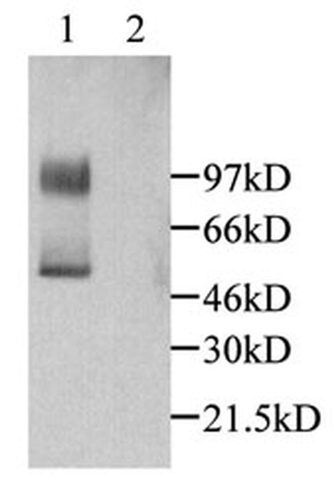 CX3CL1 Antibody in Western Blot (WB)