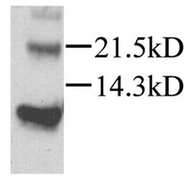 CXCL12 Antibody in Western Blot (WB)