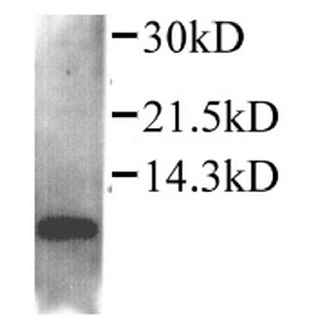 CCL4 Antibody in Western Blot (WB)