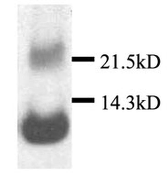 CXCL13 Antibody in Western Blot (WB)