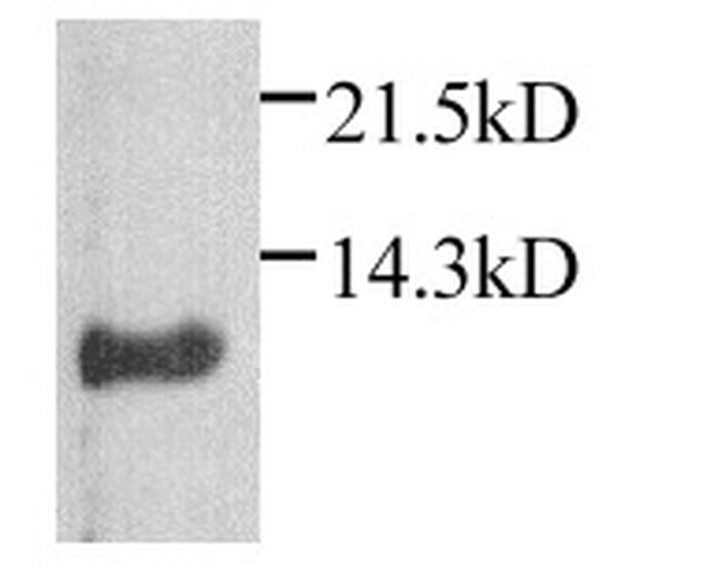 CXCL1 Antibody in Western Blot (WB)