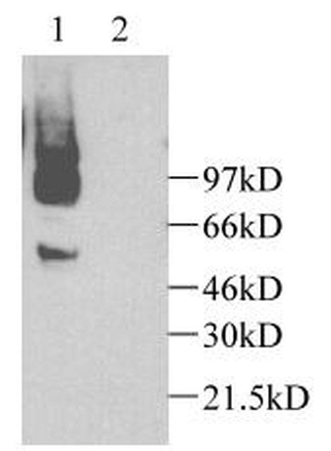 CX3CL1 Antibody in Western Blot (WB)