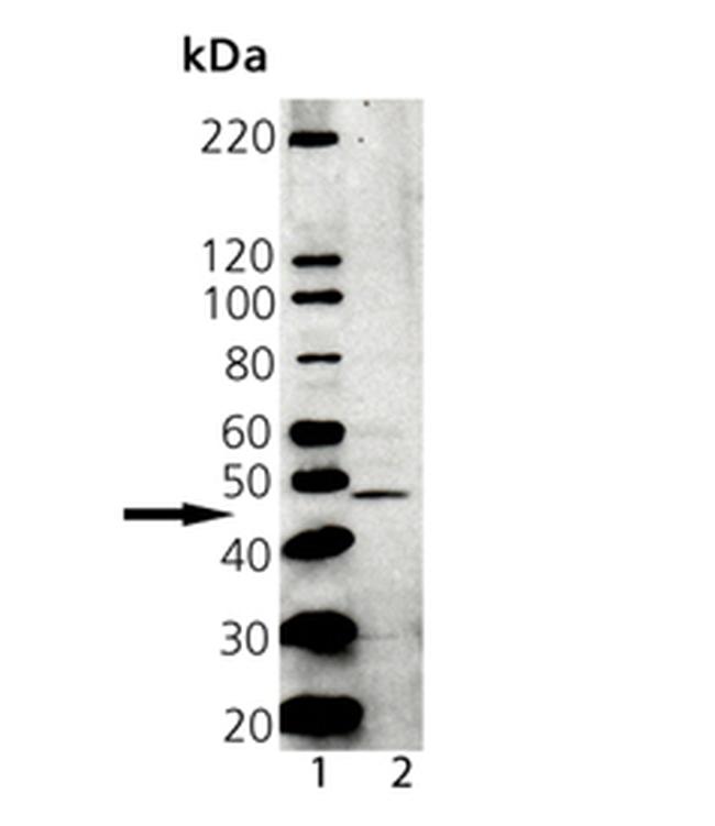 Tapasin Antibody in Western Blot (WB)