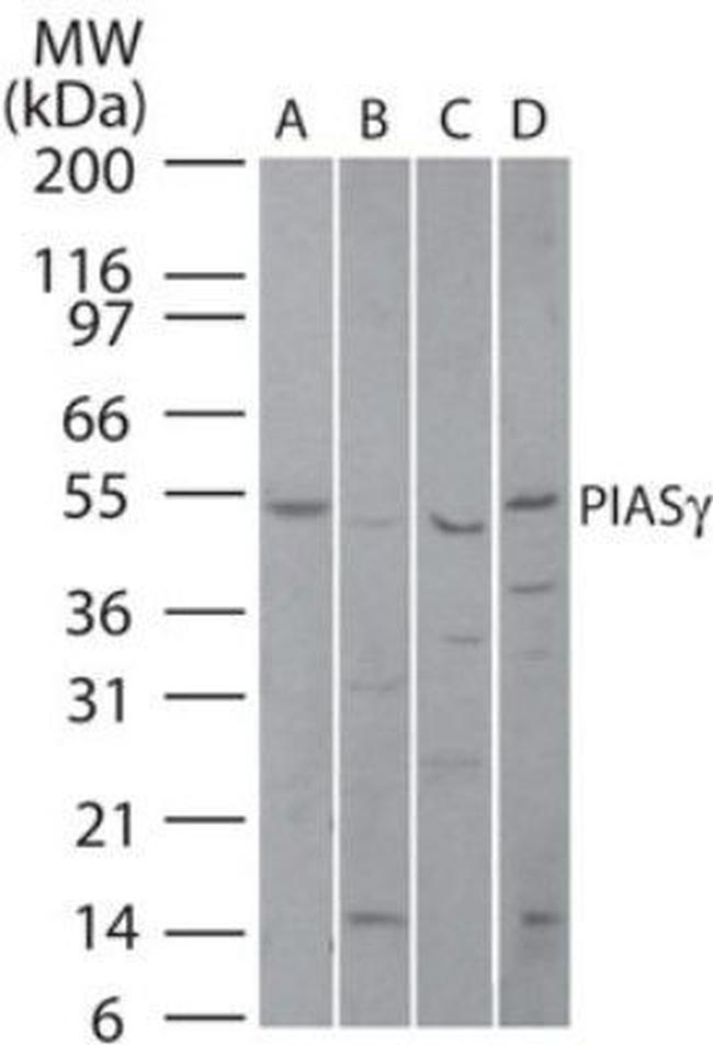 PIASy Antibody in Western Blot (WB)