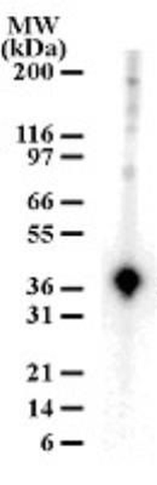 APE1 Antibody in Western Blot (WB)