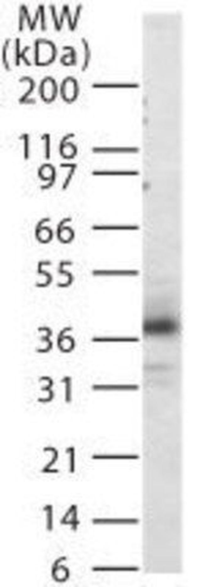 CXCR1 Antibody in Western Blot (WB)