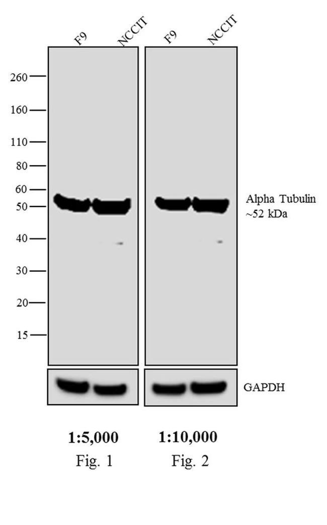 Rat IgG Fab Secondary Antibody in Western Blot (WB)