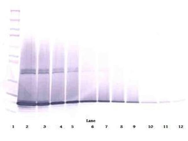 G-CSF Antibody in Western Blot (WB)