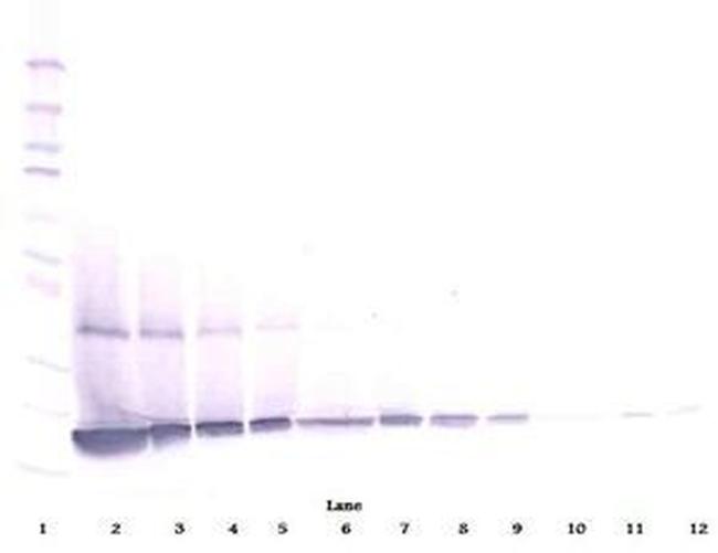 G-CSF Antibody in Western Blot (WB)