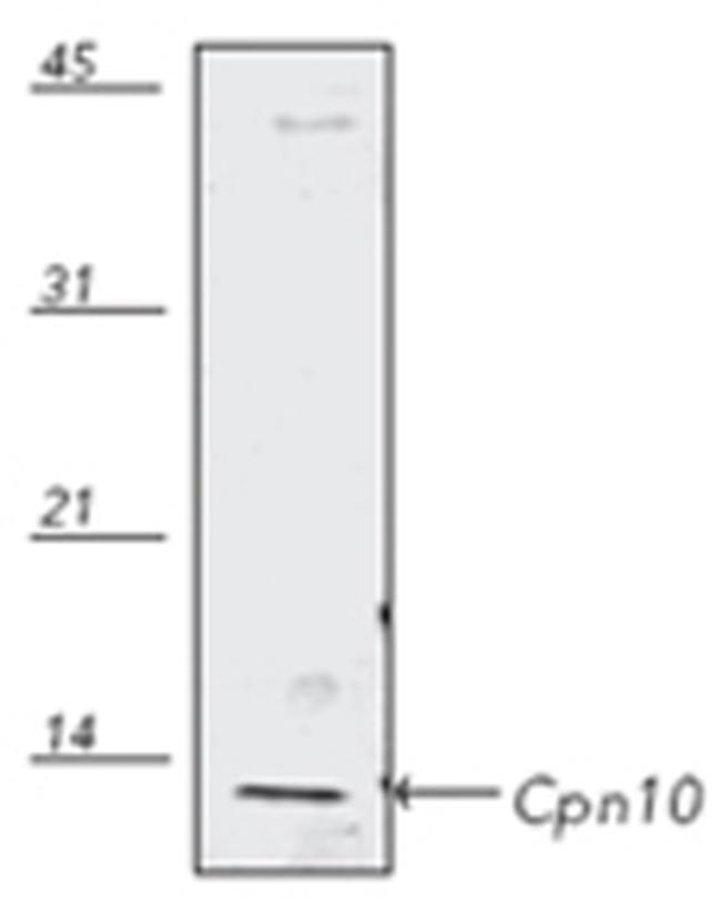 HSPE1 Antibody in Western Blot (WB)