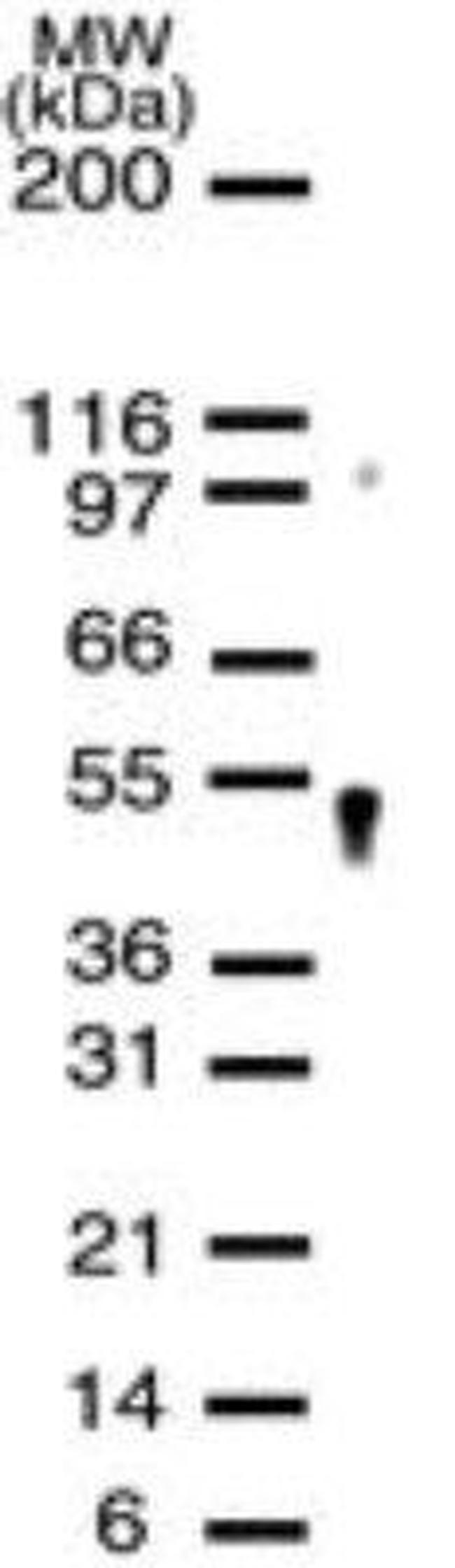 APEX2 Antibody in Western Blot (WB)