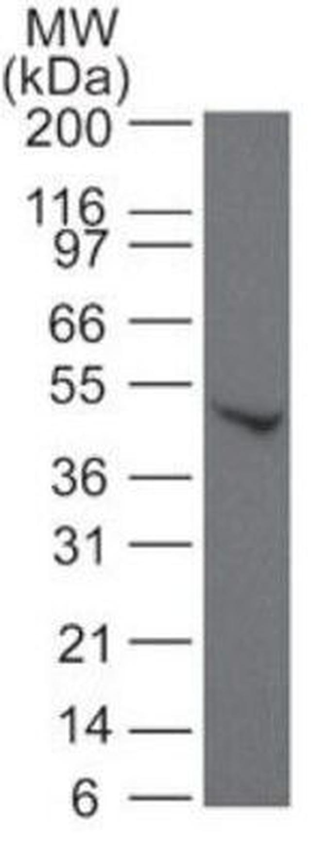 SMAD6 Antibody in Western Blot (WB)