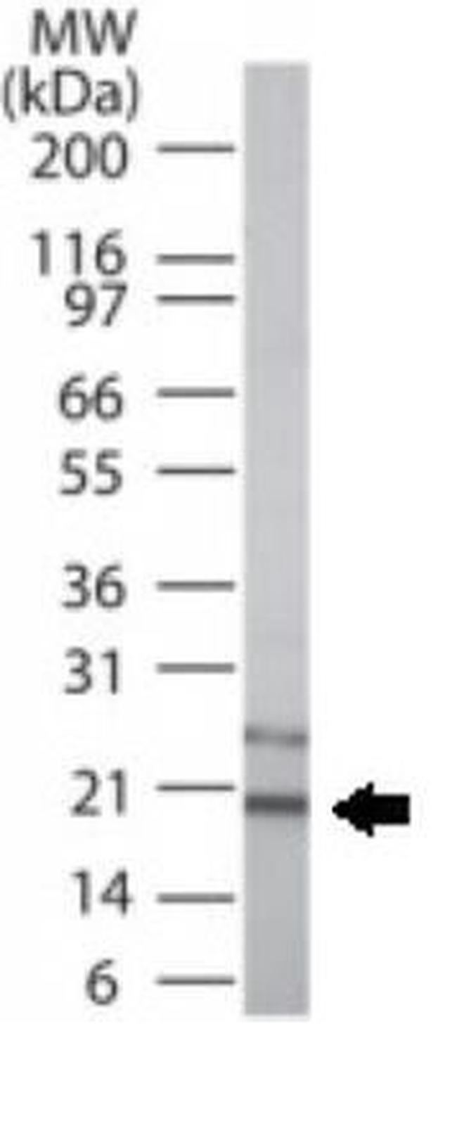 DcTRAILR1 Antibody in Western Blot (WB)
