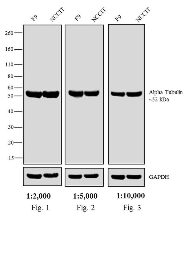 Rat IgG Fc Secondary Antibody in Western Blot (WB)