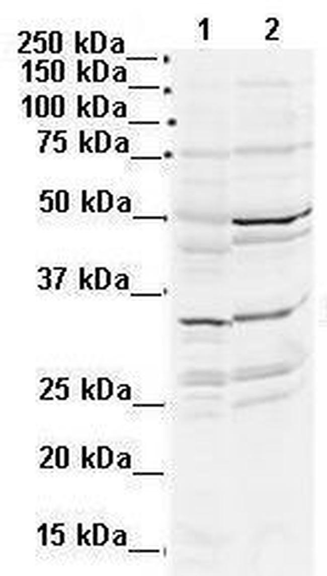 DLX2 Antibody in Western Blot (WB)