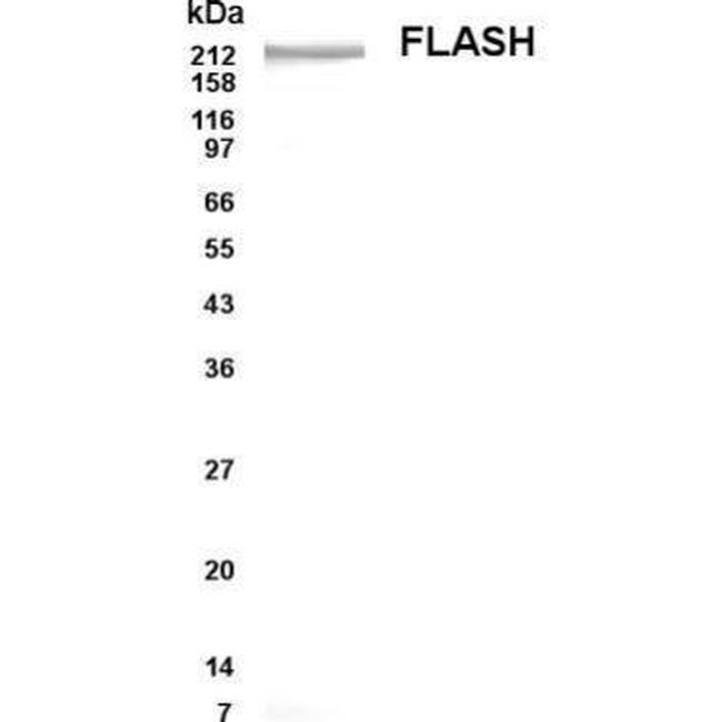 FLASH Antibody in Western Blot (WB)