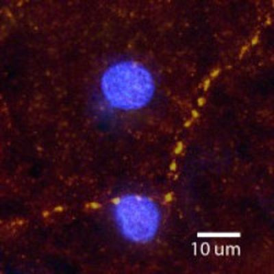 alpha-2a Adrenergic Receptor Antibody in Immunohistochemistry (Frozen) (IHC (F))