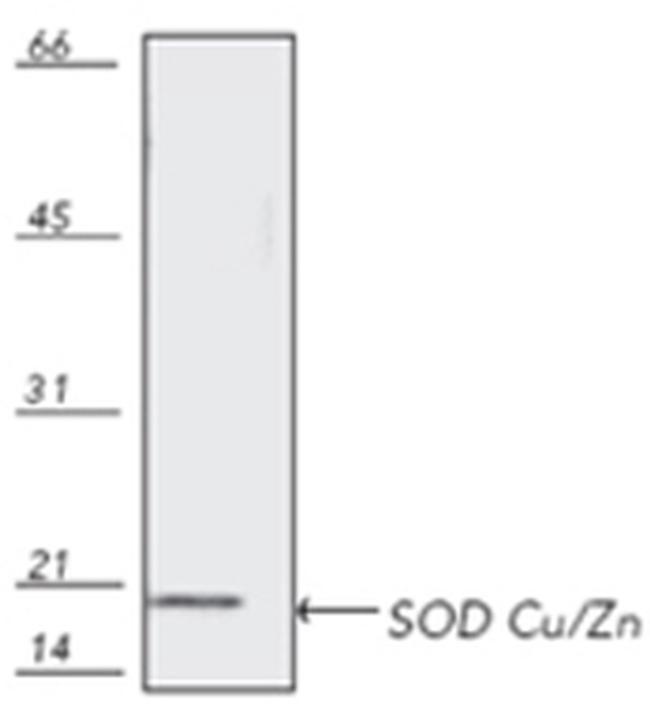 SOD1 Antibody in Western Blot (WB)