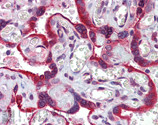 Calnexin Antibody in Immunohistochemistry (IHC)