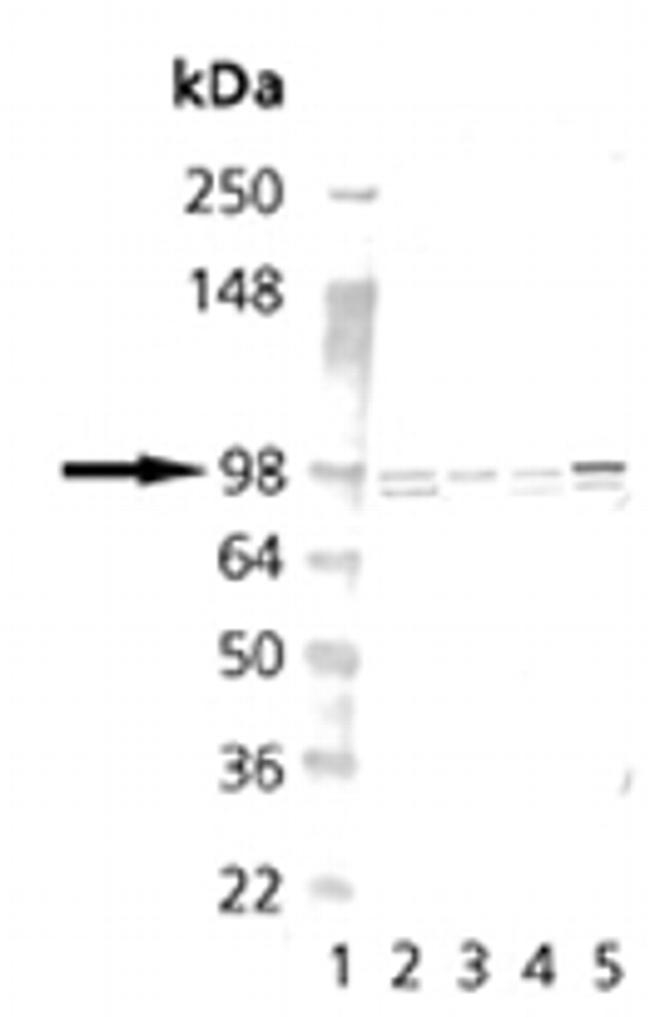 Calnexin Antibody in Western Blot (WB)