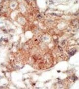 EphA4 Antibody in Immunohistochemistry (Paraffin) (IHC (P))